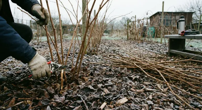 Berry bushes being pruned in winter