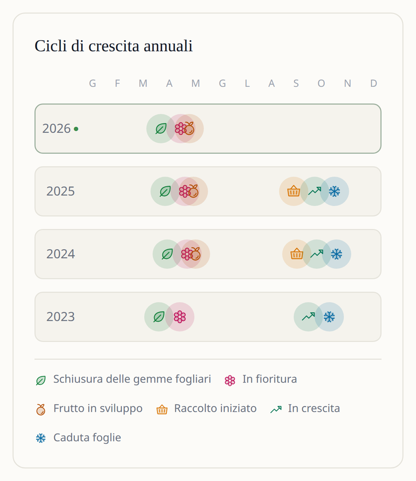 Schermata dell'app Leaftide: quattro anni di cicli di crescita di un melo affiancati, dal germogliamento e la fioritura fino al raccolto e alla caduta delle foglie.