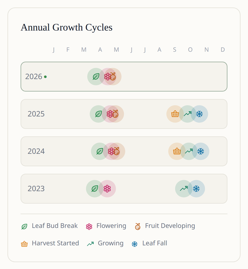 Leaftide app screen: four years of an apple tree's growth cycles side by side, from leaf bud break and flowering to harvest and leaf fall.
