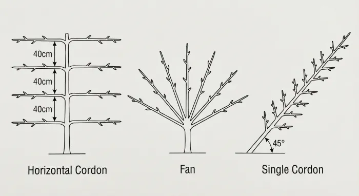 Diagram showing three espalier training forms side by side: horizontal cordon with parallel tiers, fan with radiating branches, and single cordon at 45 degrees