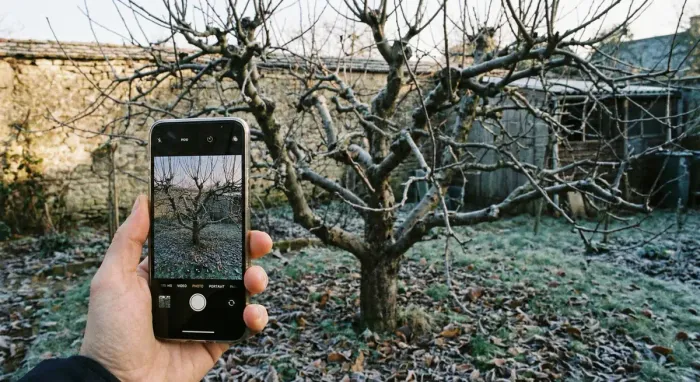 A smartphone photographing a fruit tree after pruning, capturing the tree's structure against a winter garden backdrop