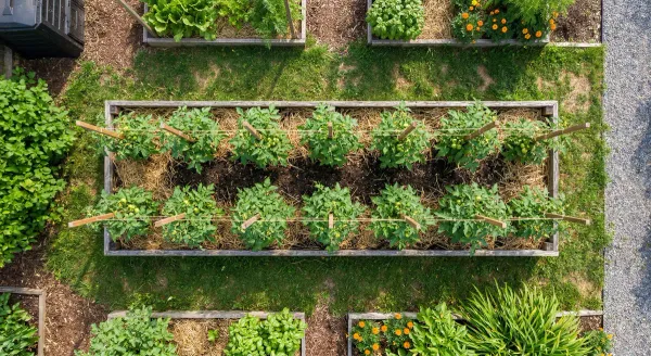 How Far Apart to Plant Tomatoes