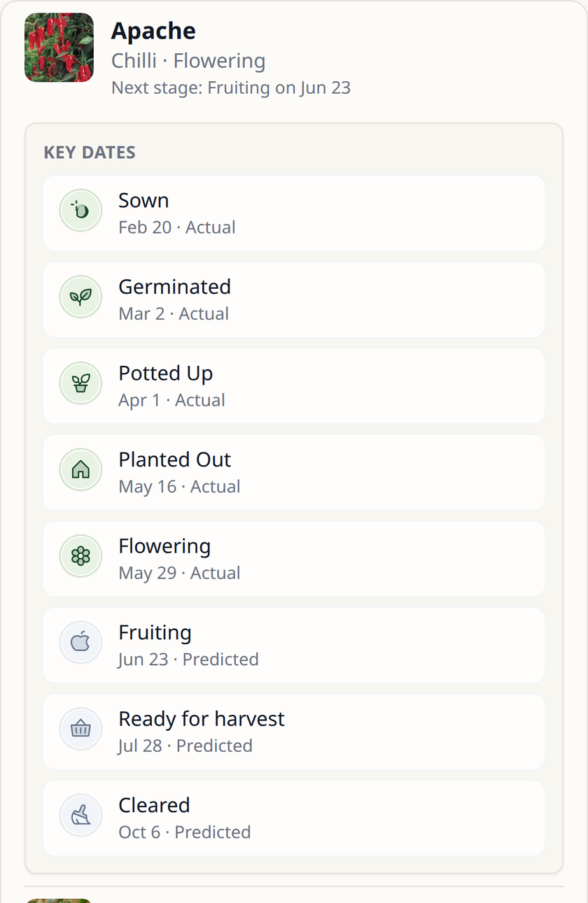 Leaftide key dates for an Apache chilli: sown, germinated, potted up, planted out and flowering recorded, with fruiting, harvest and clearing predicted.