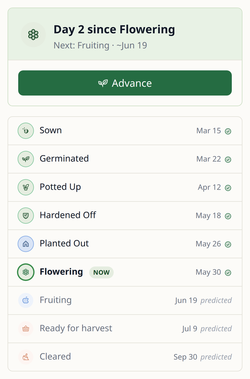 Leaftide stage list for a tomato: sown, germinated, potted up, hardened off, planted out and flowering now, with fruiting predicted for 19 June, harvest for 9 July and clearing for 30 September.
