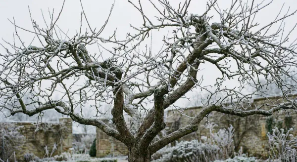 A dormant apple tree in winter with bare branches against a cold sky