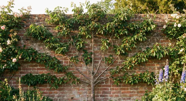 A fan-trained cherry tree growing against a brick wall