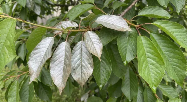 Silver leaf disease symptoms showing silvery sheen on cherry tree leaves