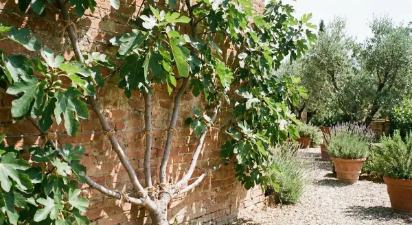 A fan-trained fig tree growing against a warm brick wall