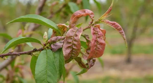Peach leaves showing red blistered symptoms of peach leaf curl disease