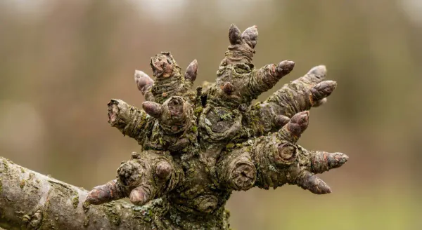 Close-up of a fruiting spur cluster on pear wood