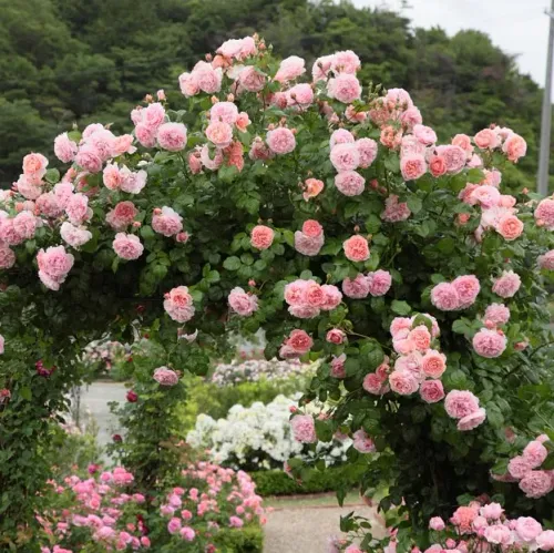 Climbing rose showing structural framework and lateral shoots