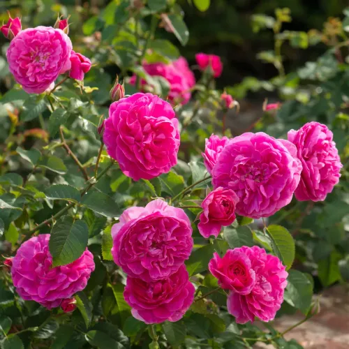 English Shrub rose showing natural bushy habit