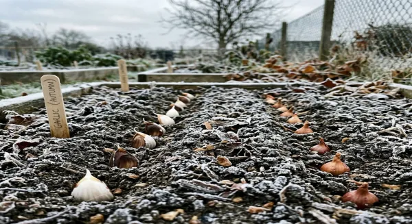 Vernalization Requirements for Vegetables: Temperature and Duration by Crop