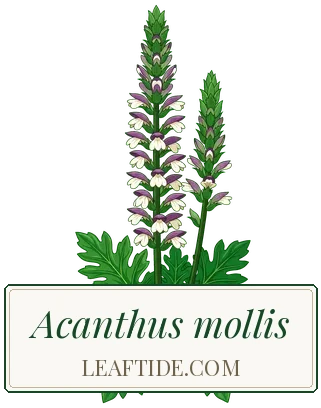 Acanthus mollis