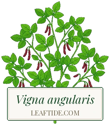 Vigna angularis
