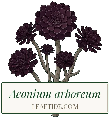 Aeonium arboreum