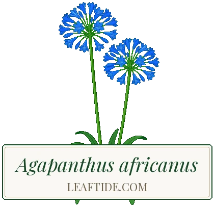Agapanthus africanus
