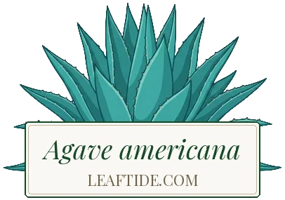 Agave americana