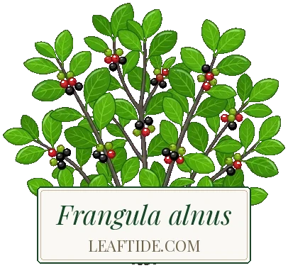 Frangula alnus