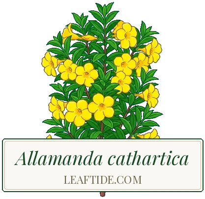 Allamanda cathartica