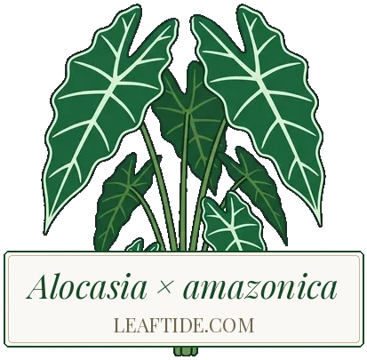 Alocasia × amazonica