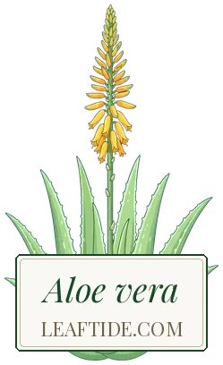 Aloe vera