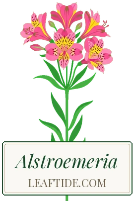 Alstroemeria