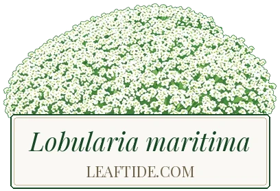 Lobularia maritima