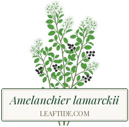 Amelanchier lamarckii