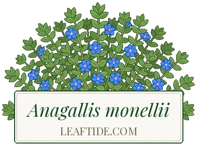 Anagallis monellii