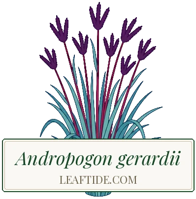 Andropogon gerardii