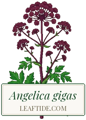 Angelica gigas