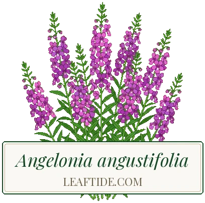 Angelonia angustifolia