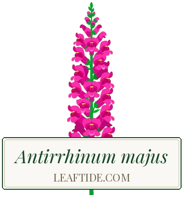 Antirrhinum majus