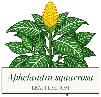 Aphelandra squarrosa