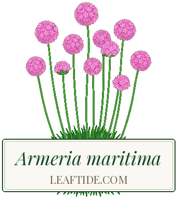 Armeria maritima