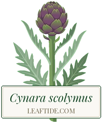 Cynara scolymus