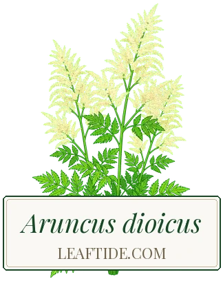 Aruncus dioicus
