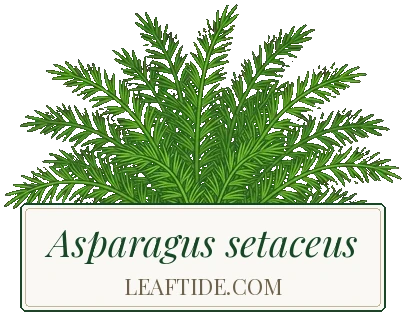 Asparagus setaceus