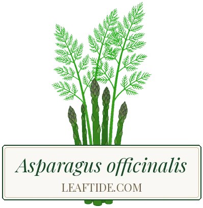 Asparagus officinalis