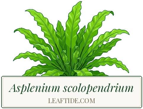 Asplenium scolopendrium