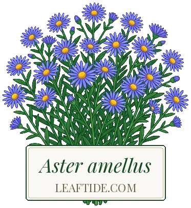 Aster amellus