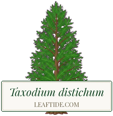 Taxodium distichum