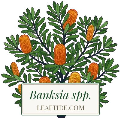 Banksia spp.