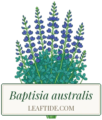 Baptisia australis