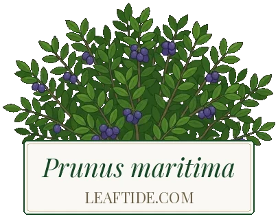 Prunus maritima