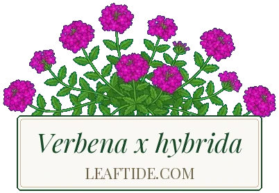 Verbena x hybrida
