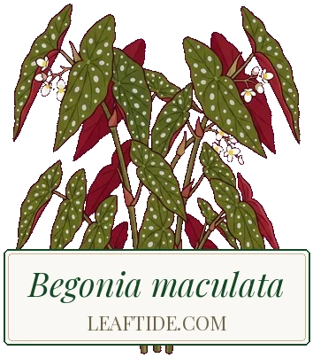 Begonia maculata