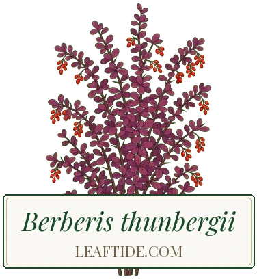 Berberis thunbergii