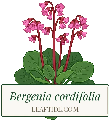 Bergenia cordifolia